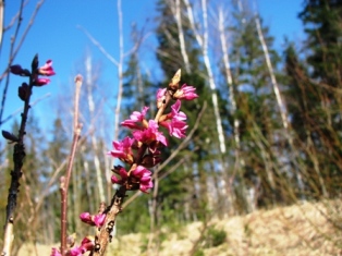 Nagu ikka kevadel - kaunis... ja nagu ikka - mürgine... Näsiniin õitses 12. aprillil